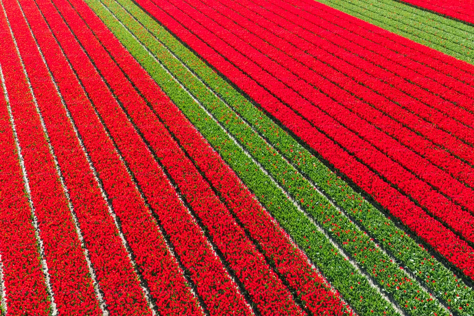 Flanders Fields hero image