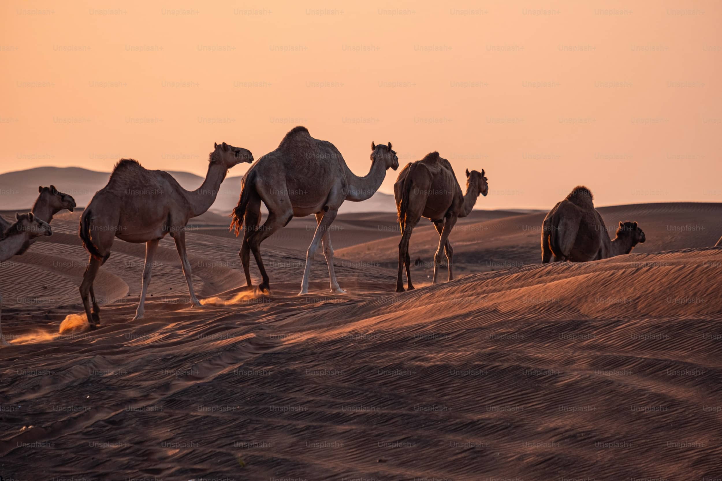 Desert Conservation Reserve hero image