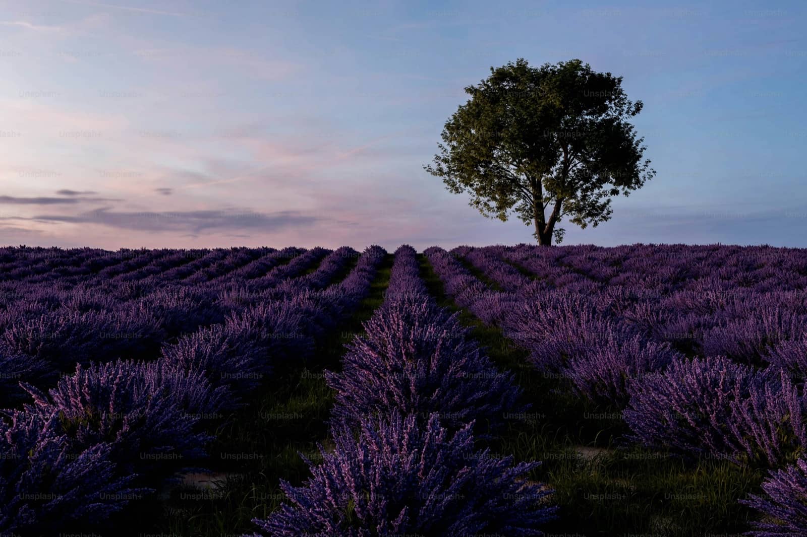 Provence